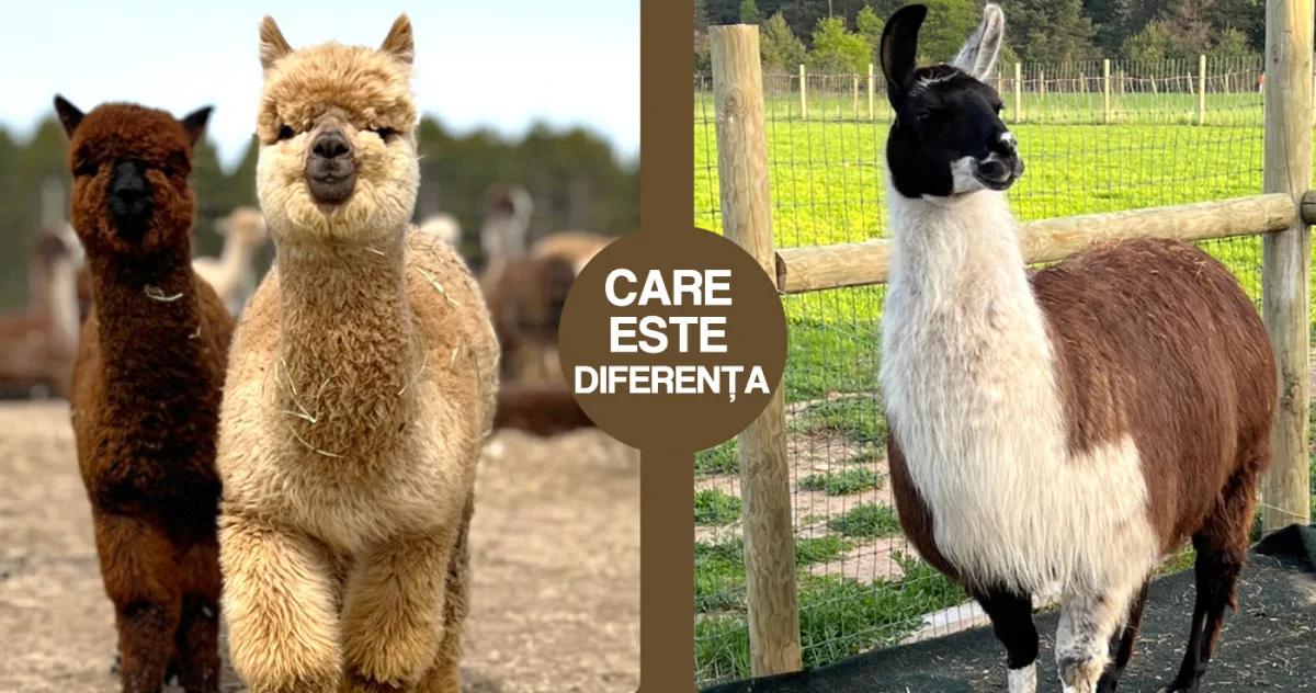 Lama vs. alpaca: care este diferența?
