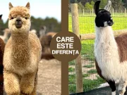 Lama vs. alpaca: care este diferența? Lama vs. alpaca: care este diferența?