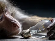 Pot animalele să gândească? Decodarea minții unui animal este primul pas pentru a vorbi cu extratereștrii Pot animalele să gândească