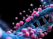 Secretul „dulce” al corpului tău. Cum folosește un truc ingenios cu zahăr pentru a-și opri sistemul imunitar să-l atace opri sistemul imunitar să-l atace