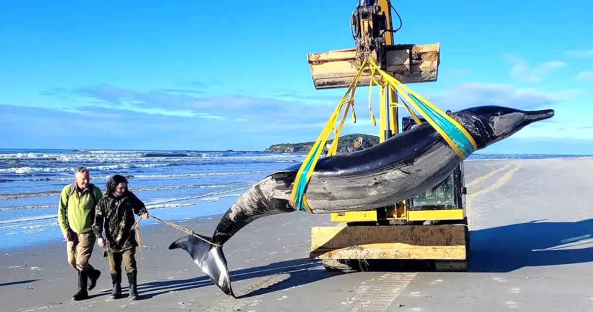 Cea mai rară balenă din lume are 9 stomacuri și dinți de minte