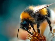 Un parazit mortal decimează bondarii. Știința a descifrat secretul naturii pentru a-i salva