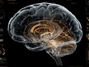 Creierul tău are un „GPS secret” pe care îl folosești zilnic fără să știi. Oamenii de știință tocmai l-au găsit Creierul tău are un „GPS secret” pe care îl folosești zilnic fără să știi