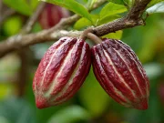 Oamenii de știință au descifrat în sfârșit codul pentru o ciocolată perfectă Oamenii de știință au descifrat în sfârșit codul pentru o ciocolată perfectă