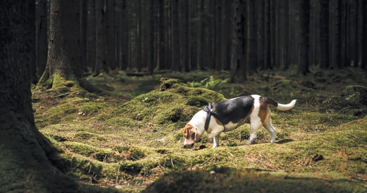 câinii pesimiști sunt, de fapt, cei mai buni la detectarea cancerului
