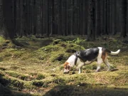 Știința a descoperit secretul: de ce câinii pesimiști sunt, de fapt, cei mai buni la detectarea cancerului câinii pesimiști sunt, de fapt, cei mai buni la detectarea cancerului