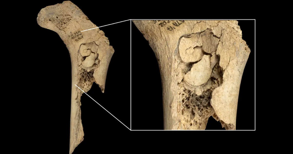 Secretul terifiant din peștera spaniolă: o familie întreagă a fost mâncată, dar nu de foame, ci dintr-un motiv mult mai sinistru