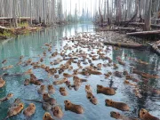 Considerat un simplu dăunător, acest animal este de fapt cheia pentru a rezolva criza apei. Iată planul genial pentru a rezolva criza apei castorul