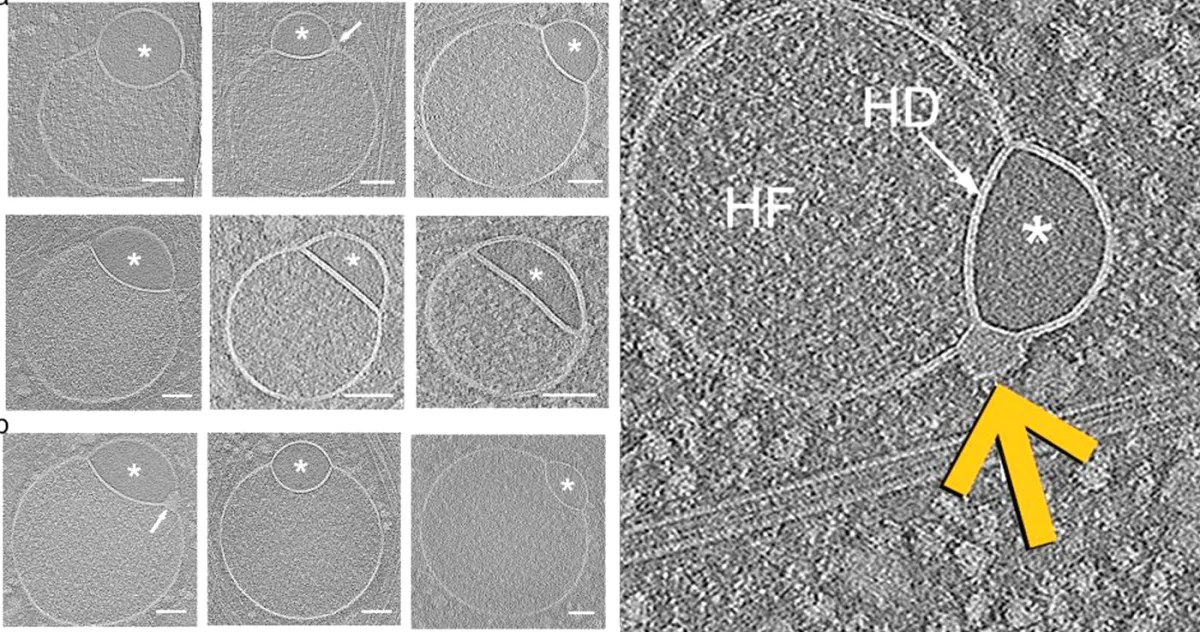 structura descoperită în interiorul celulelor umane