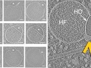 O nouă structură misterioasă a fost descoperită în interiorul celulelor umane structura descoperită în interiorul celulelor umane