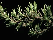 Un compus din rozmarin ar putea deveni o nouă armă împotriva bolii Alzheimer, îmbunătățind memoria Un compus din rozmarin ar putea deveni o nouă armă împotriva bolii Alzheimer, îmbunătățind memoria