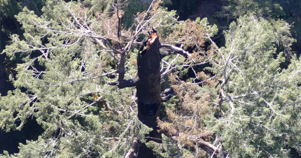 Unul dintre cei mai înalți copaci din lume, vechi de 450 de ani, este mistuit de flăcări în Oregon, SUA