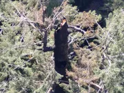 Unul dintre cei mai înalți copaci din lume, vechi de 450 de ani, este mistuit de flăcări în Oregon, SUA