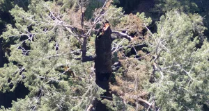 Unul dintre cei mai înalți copaci din lume, vechi de 450 de ani, este mistuit de flăcări în Oregon, SUA