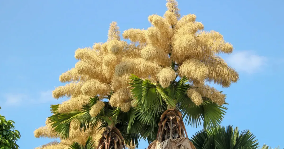 Cel mai prolific spectacol sexual din natură: palmierul care explodează în 24 de milioane de flori înainte să moară