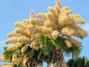 Cel mai prolific spectacol sexual din natură: palmierul care explodează în 24 de milioane de flori înainte să moară Cel mai prolific spectacol sexual din natură: palmierul care explodează în 24 de milioane de flori înainte să moară