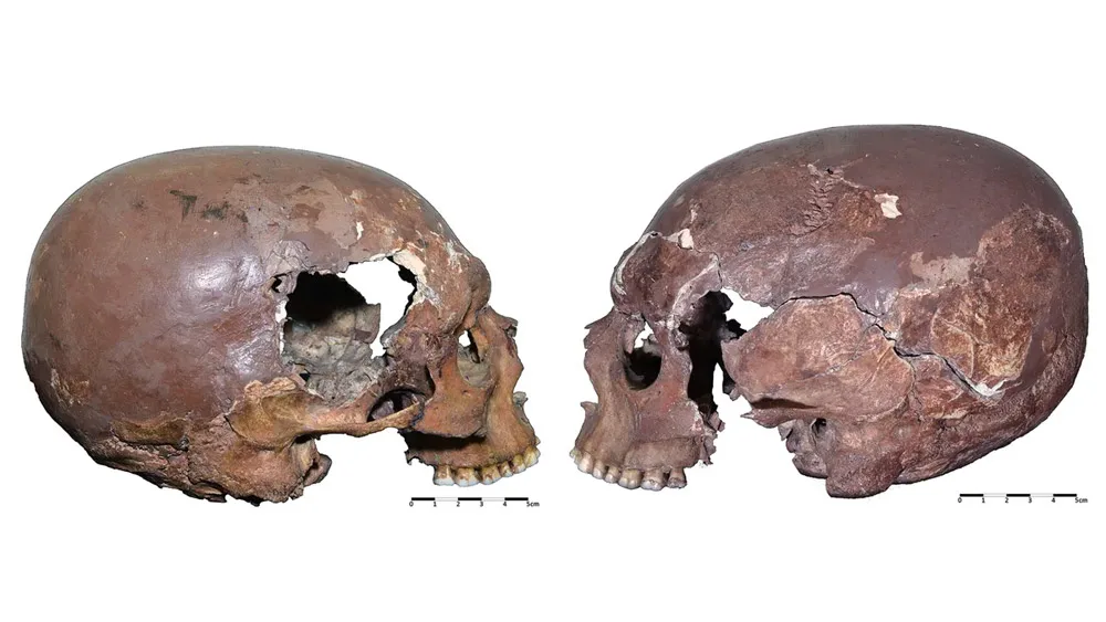 cranii alungite florenta