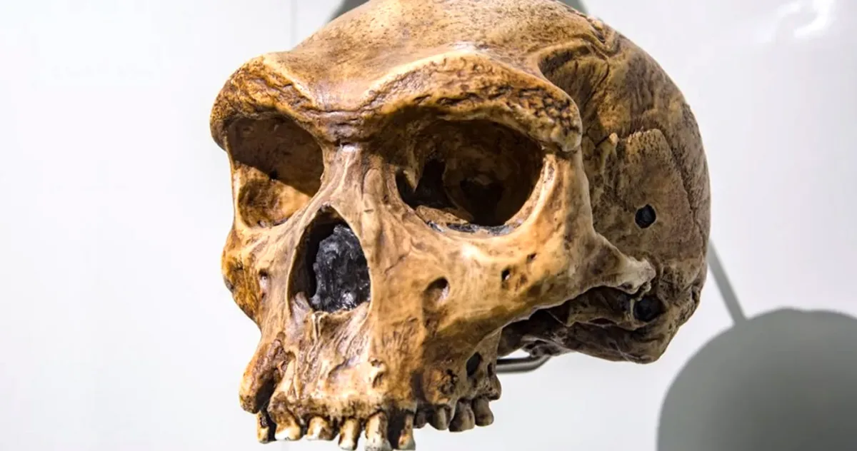 craniu de 300.000 de ani