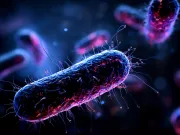 Cum cresc bacteriile: un detaliu neașteptat deschide o nouă cale pentru antibiotice