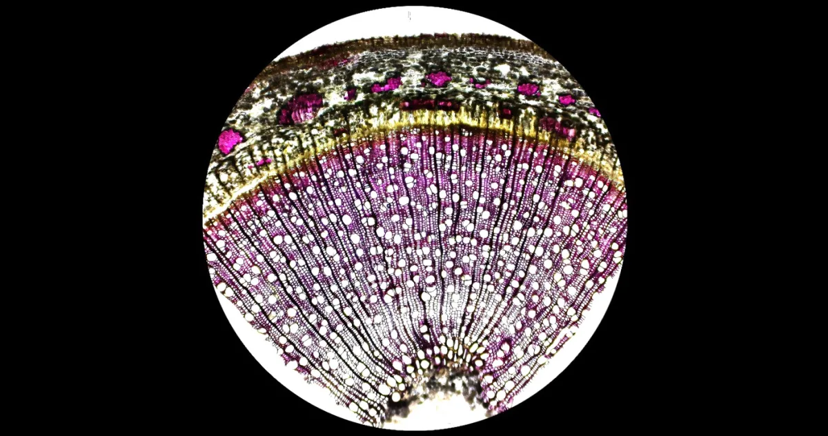 Plopii ar putea fi „aurul verde” al energiei curate