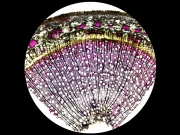 Plopii ar putea fi „aurul verde” al energiei curate