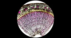 Plopii ar putea fi „aurul verde” al energiei curate