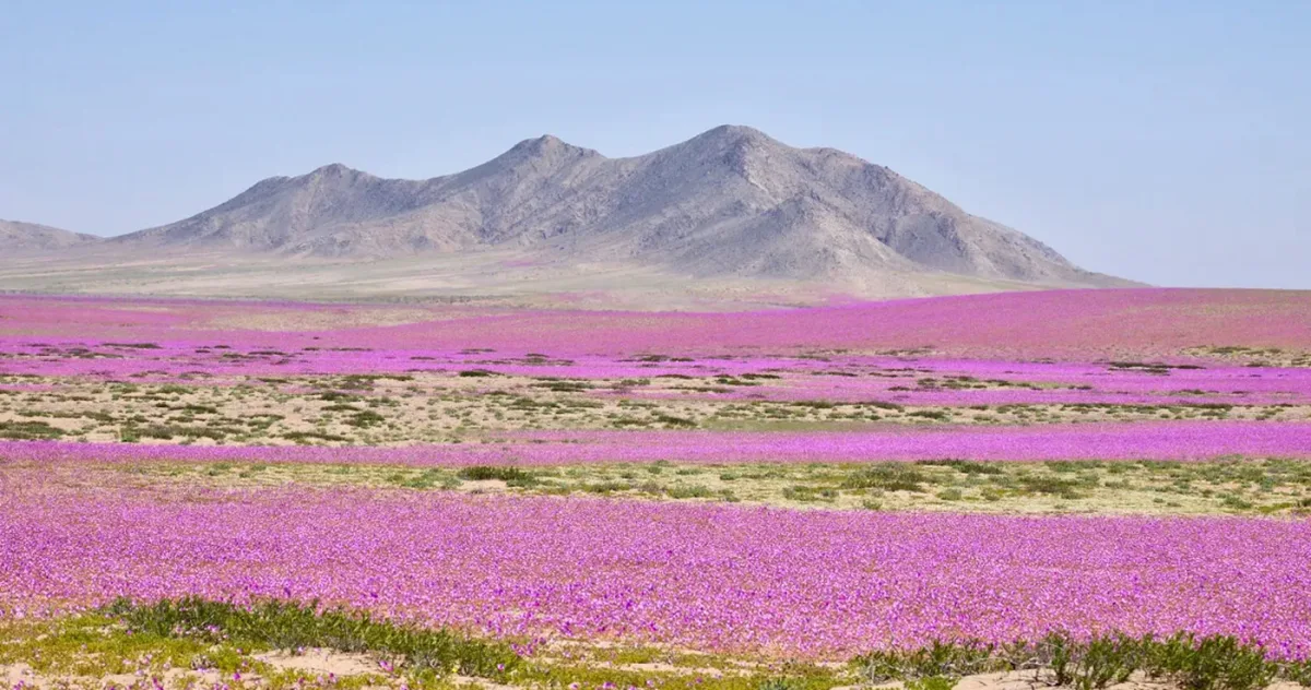 Cel mai arid loc de pe Pământ e pe cale să explodeze într-o mare de flori