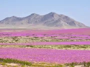 Cel mai arid loc de pe Pământ e pe cale să explodeze într-o mare de flori