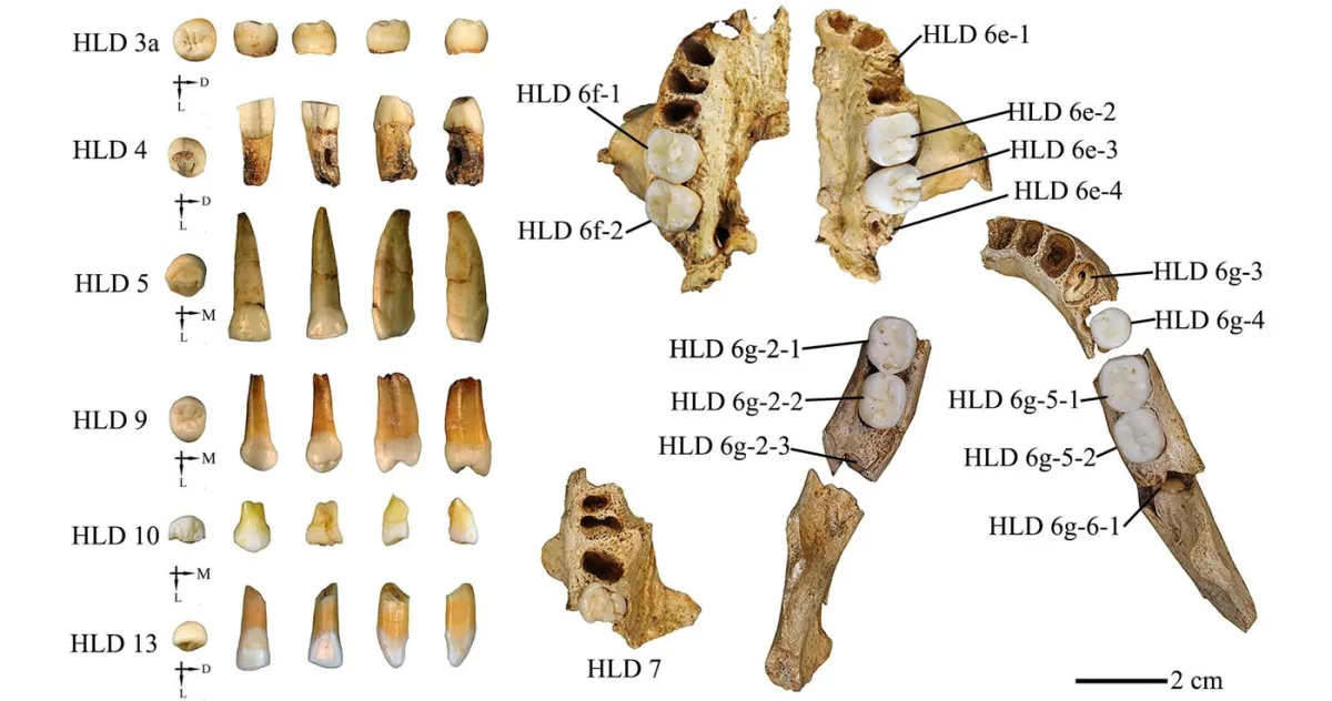 O nouă descoperire din China sugerează că o parte din noi ar putea veni direct de la Homo erectus