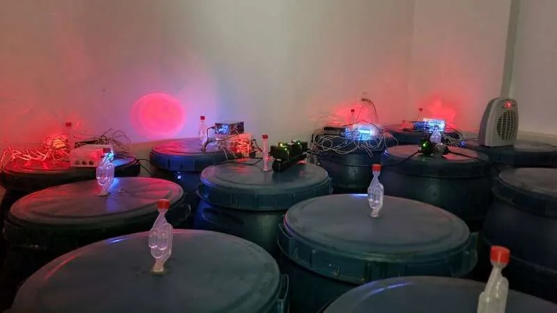 Fermentarea anaerobă autoindusă (SIAF) se realizează în bioreactoare, unde microorganismele induc modificări în boabele de cafea.