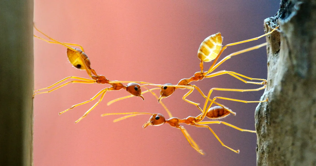 furnici munca in echipa