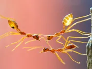 Furnicile sunt mai bune la munca în echipă decât oamenii