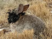 Un virus bizar transformă iepurii din SUA în „monștri”. Ar putea ajunge și în România? Un virus bizar transformă iepurii din SUA în „monștri”. Ar putea ajunge și în România?