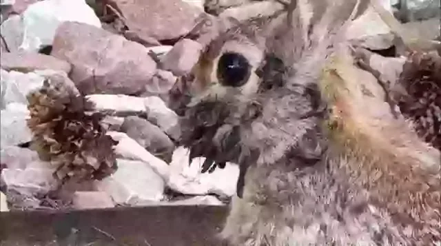 iepure frankenstein1