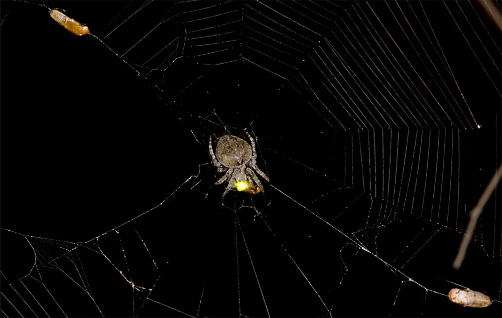 Doi licurici masculi au fost atrași de licărirea licuricului din centru.