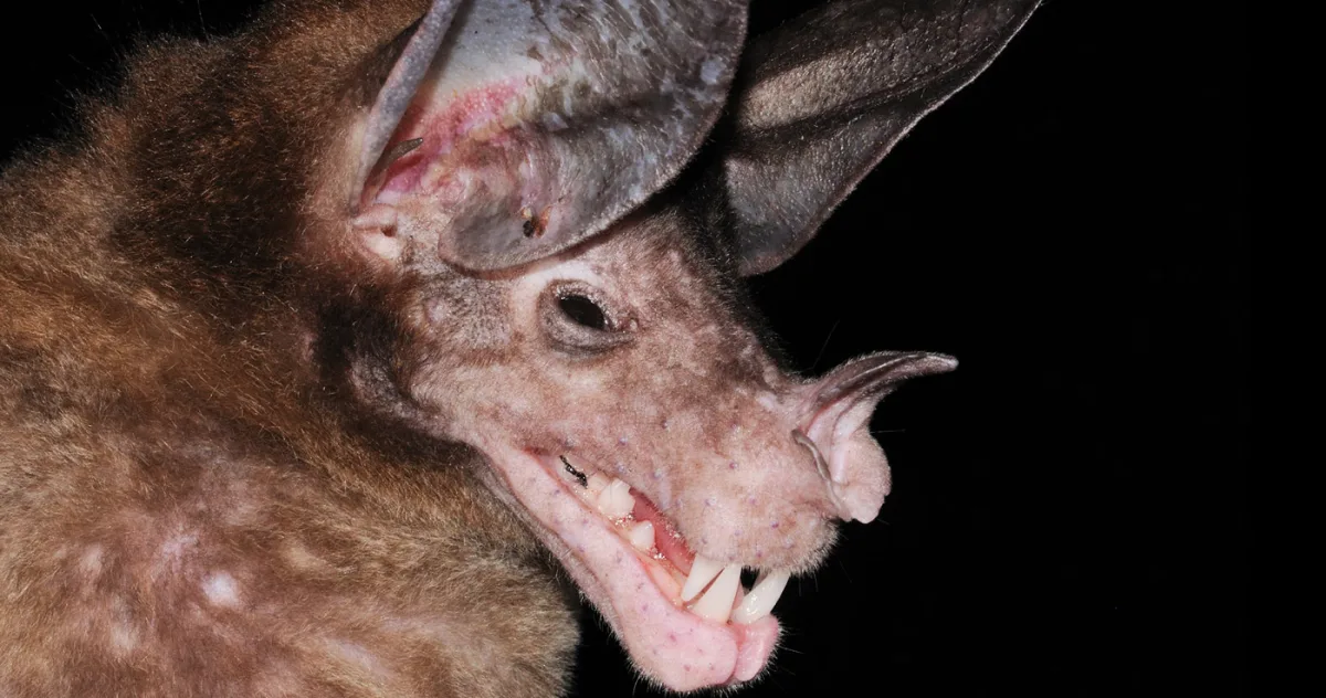 Liliacul spectral: Prădătorul de top cu o viață socială surprinzătoare Cu o anvergură a aripilor de aproape un metru, cel mai mare liliac carnivor din lume este un vânător formidabil care se hrănește cu păsări, rozătoare și chiar alți lilieci. Totuși, acest mamifer zburător are și o latură blândă, formând legături monogame puternice și manifestând un comportament social complex, neobișnuit pentru un prădător. Cât de mari sunt liliecii spectrali? Liliacul spectral (Vampyrum spectrum), întâlnit în pădurile tropicale din America Centrală și de Sud, este nu doar cel mai mare liliac carnivor, ci și cel mai mare liliac din emisfera vestică. Aceste creaturi impresionante, de culoare maro-roșcat și fără coadă, pot atinge o greutate de până la 190 de grame, iar nările lor pot măsura 17 milimetri. Un comportament social neașteptat Deși sunt prădători de vârf, liliecii spectrali sunt remarcabil de sociabili. Formează mici colonii în scorburile copacilor, de obicei compuse dintr-o pereche reproducătoare și puii lor. Grupurile, care numără între unu și cinci indivizi, stau adesea agățați strâns unul de celălalt. S-a observat cum masculii își înconjoară femelele și puii cu aripile, într-un gest protector, iar ambii părinți participă activ la hrănirea puilor. Noi descoperiri despre viața de familie Un studiu recent, publicat la începutul acestei luni, a oferit o perspectivă fără precedent asupra intimității acestor lilieci. Cercetătorii au instalat o cameră cu infraroșu într-un copac scorburos din Costa Rica, monitorizând o familie de patru indivizi timp de trei luni. Imaginile au dezvăluit un comportament social mult mai complex decât se anticipa. Camera a surprins momente de joacă și un salut social distinctiv, în care un liliac își înfășura aripa în jurul unui membru al familiei care se întorcea în adăpost. „În loc să vâneze și să crească puii în izolare, V. spectrum manifestă un comportament complex de cooperare, legături monogame puternice, precum și o investiție parentală extinsă și îngrijire biparentală – trăsături foarte neobișnuite la mamiferele carnivore, în special la lilieci”, a declarat autoarea principală a studiului, Marisa Tietge. Se crede că grupul era format din cei doi părinți și puii lor din ani diferiți, ceea ce sugerează că tinerii rămân în adăpostul parental pentru o perioadă îndelungată. De asemenea, a fost observat transferul prăzii de la mascul la femela care alăpta. „Am fost uimiți de cât de blânzi și cooperanți sunt acești prădători de vârf”, a adăugat Tietge. „Cel mai înduioșător comportament era formarea unei ghemotoace strânse atunci când adormeau: fiecare liliac înfășura o aripă în jurul vecinului cel mai apropiat, cu toate boturile atingându-se.” Statutul de conservare Uniunea Internațională pentru Conservarea Naturii (IUCN) clasifică liliacul spectral ca specie „aproape amenințată”. Deși nu se confruntă cu un risc iminent de extincție, principala amenințare pentru supraviețuirea sa este distrugerea și fragmentarea habitatului forestier de care depinde.