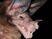 Liliacul spectral: cea mai mare specie de liliac carnivor din lume are o viață socială surprinzătoare Liliacul spectral: Prădătorul de top cu o viață socială surprinzătoare Cu o anvergură a aripilor de aproape un metru, cel mai mare liliac carnivor din lume este un vânător formidabil care se hrănește cu păsări, rozătoare și chiar alți lilieci. Totuși, acest mamifer zburător are și o latură blândă, formând legături monogame puternice și manifestând un comportament social complex, neobișnuit pentru un prădător. Cât de mari sunt liliecii spectrali? Liliacul spectral (Vampyrum spectrum), întâlnit în pădurile tropicale din America Centrală și de Sud, este nu doar cel mai mare liliac carnivor, ci și cel mai mare liliac din emisfera vestică. Aceste creaturi impresionante, de culoare maro-roșcat și fără coadă, pot atinge o greutate de până la 190 de grame, iar nările lor pot măsura 17 milimetri. Un comportament social neașteptat Deși sunt prădători de vârf, liliecii spectrali sunt remarcabil de sociabili. Formează mici colonii în scorburile copacilor, de obicei compuse dintr-o pereche reproducătoare și puii lor. Grupurile, care numără între unu și cinci indivizi, stau adesea agățați strâns unul de celălalt. S-a observat cum masculii își înconjoară femelele și puii cu aripile, într-un gest protector, iar ambii părinți participă activ la hrănirea puilor. Noi descoperiri despre viața de familie Un studiu recent, publicat la începutul acestei luni, a oferit o perspectivă fără precedent asupra intimității acestor lilieci. Cercetătorii au instalat o cameră cu infraroșu într-un copac scorburos din Costa Rica, monitorizând o familie de patru indivizi timp de trei luni. Imaginile au dezvăluit un comportament social mult mai complex decât se anticipa. Camera a surprins momente de joacă și un salut social distinctiv, în care un liliac își înfășura aripa în jurul unui membru al familiei care se întorcea în adăpost. „În loc să vâneze și să crească puii în izolare, V. spectrum manifestă un comportament complex de cooperare, legături monogame puternice, precum și o investiție parentală extinsă și îngrijire biparentală – trăsături foarte neobișnuite la mamiferele carnivore, în special la lilieci”, a declarat autoarea principală a studiului, Marisa Tietge. Se crede că grupul era format din cei doi părinți și puii lor din ani diferiți, ceea ce sugerează că tinerii rămân în adăpostul parental pentru o perioadă îndelungată. De asemenea, a fost observat transferul prăzii de la mascul la femela care alăpta. „Am fost uimiți de cât de blânzi și cooperanți sunt acești prădători de vârf”, a adăugat Tietge. „Cel mai înduioșător comportament era formarea unei ghemotoace strânse atunci când adormeau: fiecare liliac înfășura o aripă în jurul vecinului cel mai apropiat, cu toate boturile atingându-se.” Statutul de conservare Uniunea Internațională pentru Conservarea Naturii (IUCN) clasifică liliacul spectral ca specie „aproape amenințată”. Deși nu se confruntă cu un risc iminent de extincție, principala amenințare pentru supraviețuirea sa este distrugerea și fragmentarea habitatului forestier de care depinde.