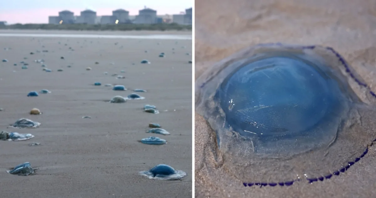 meduze centrala nucleara franta