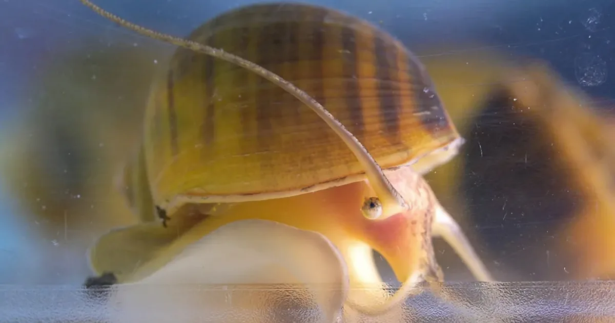 animal care își regenerează ochii melcul