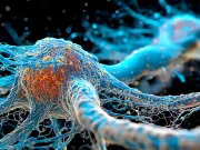 Microbii mamei modelează o zonă cheie a creierului fătului încă din uter Microbii mamei modelează o zonă cheie a creierului fătului încă din uter