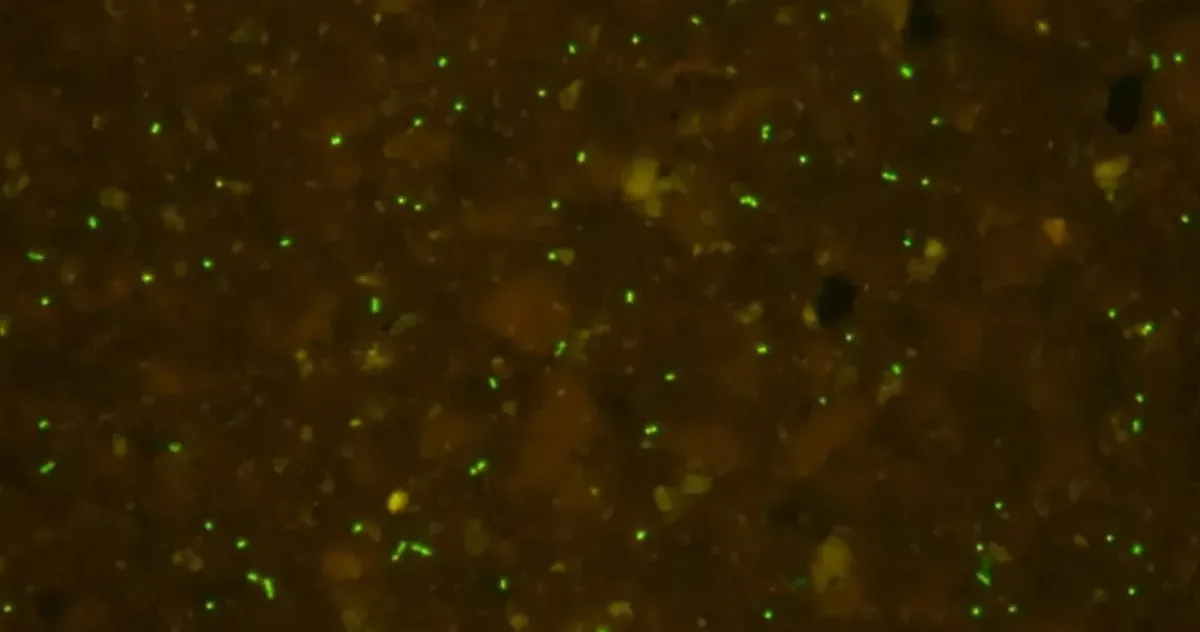 Oamenii de știință au „reînviat” microbi vechi de 100 de milioane de ani, de pe vremea dinozaurilor