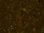 Oamenii de știință au „reînviat” microbi vechi de 100 de milioane de ani, de pe vremea dinozaurilor Oamenii de știință au „reînviat” microbi vechi de 100 de milioane de ani, de pe vremea dinozaurilor