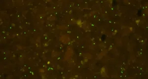 Oamenii de știință au „reînviat” microbi vechi de 100 de milioane de ani, de pe vremea dinozaurilor