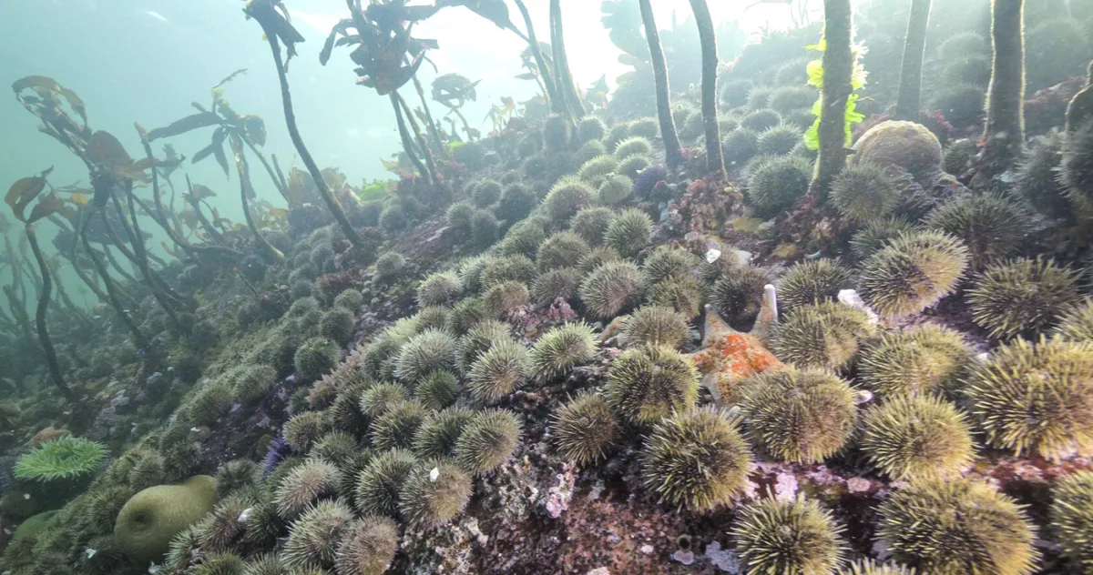 Misterul a fost elucidat. Știm în sfârșit ce a ucis miliarde de stele de mare într-un mod terifiant