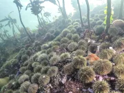 Misterul a fost elucidat. Știm în sfârșit ce a ucis miliarde de stele de mare într-un mod terifiant Misterul a fost elucidat. Știm în sfârșit ce a ucis miliarde de stele de mare într-un mod terifiant