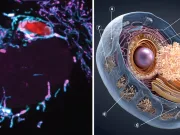 Mitocondriile apără celulele