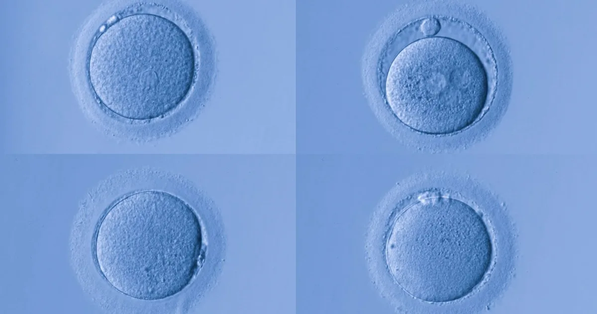 Natura a instalat un „scut anti-îmbătrânire” în corpul tău. Un studiu aduce vești neașteptate femeilor de peste 30 de ani