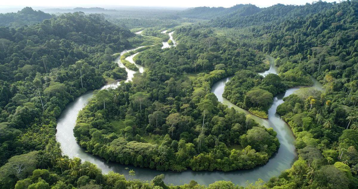 Pădurile nu se adaptează suficient de repede la schimbările climatice