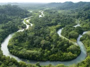 „Ne-am înșelat teribil”. Pădurile nu se adaptează suficient de repede la schimbările climatice Pădurile nu se adaptează suficient de repede la schimbările climatice