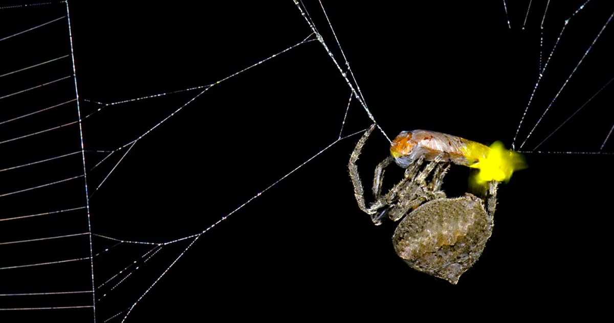 Păianjenii forțează licuricii masculi să emită un „apel de împerechere” fatal pentru a atrage mai multe victime